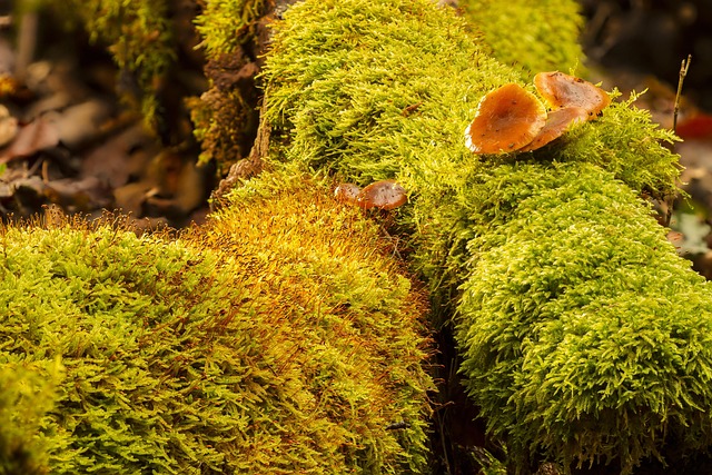 天然树木植物苔藓蘑菇