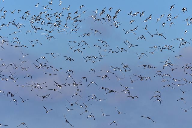捕鸟人成群的鸟