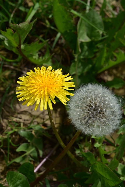 蒲公英花