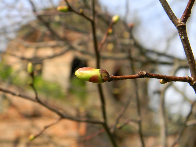 春天新生命萌芽季节嫩枝
