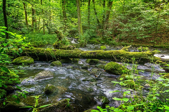 水树青苔景观