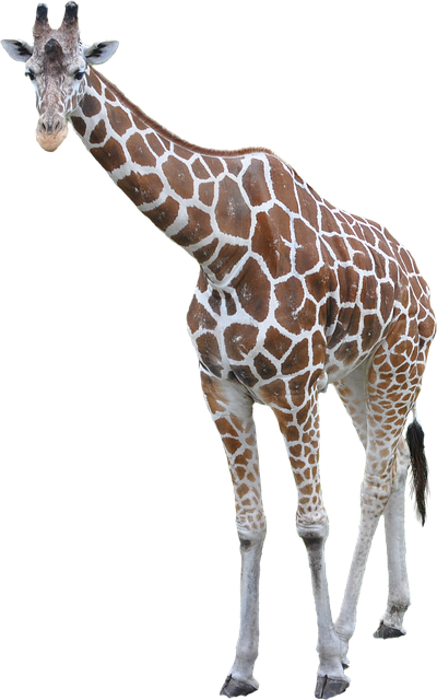 长颈鹿动物非洲大高