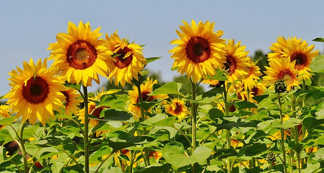 向日葵蜜蜂夏季花园