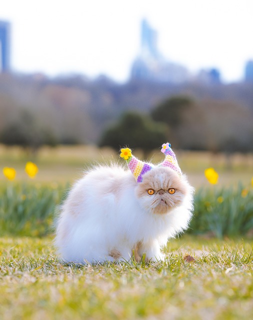 波斯猫哺乳动物猫