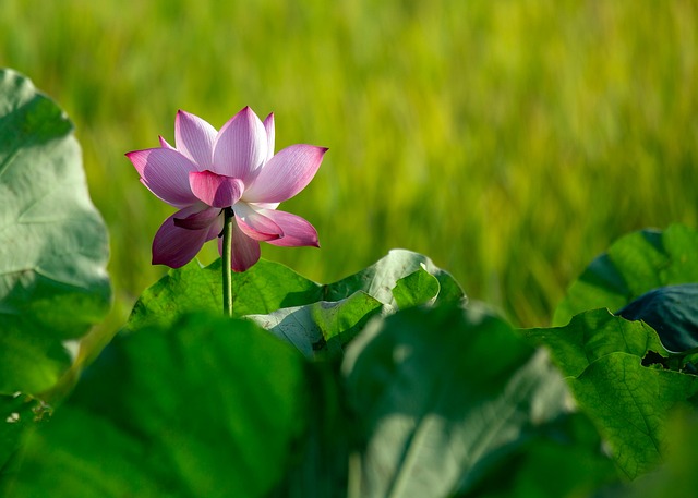 莲花粉红色的花