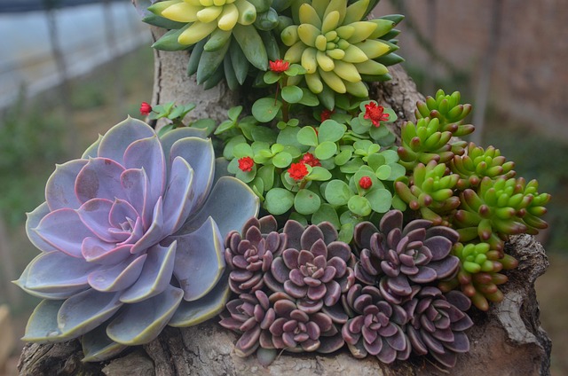 植物多肉植物花