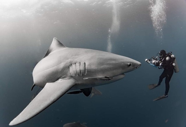 鲨鱼潜水员海洋潜水