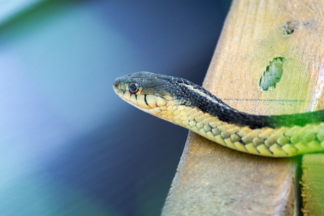 蛇爬行动物毒蛇鳞片自然
