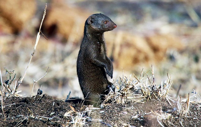 猫鼬野生动物园