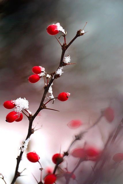 杨梅枝雪霜冰