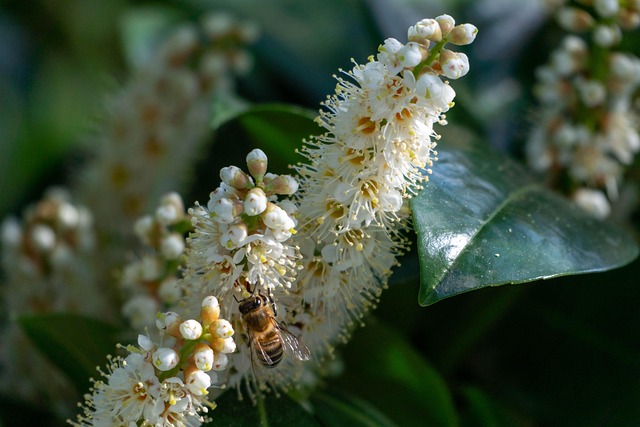 花湾樱桃蜜蜂授粉