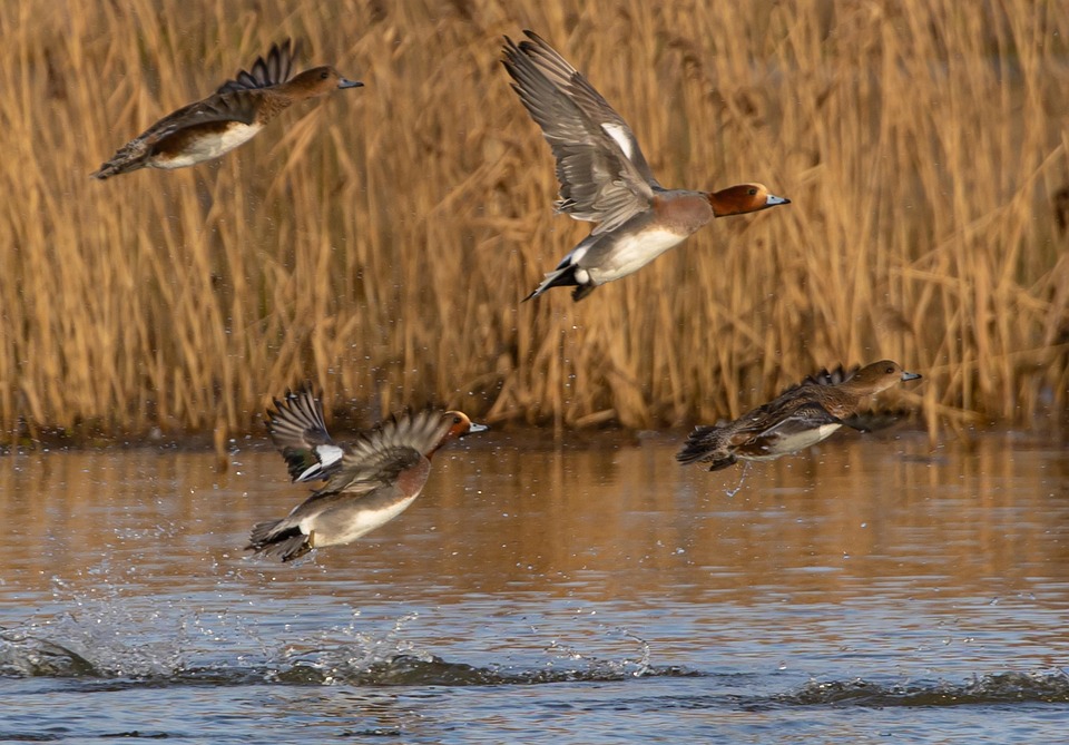 肥江肥江鸭飞行飞