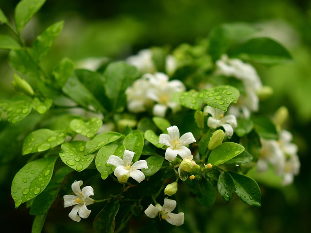 橙色茉莉白色花朵