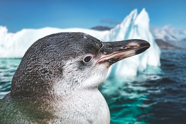 冰海企鹅冬季寒冷的海洋