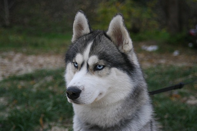 哈士奇蓝眼睛犬