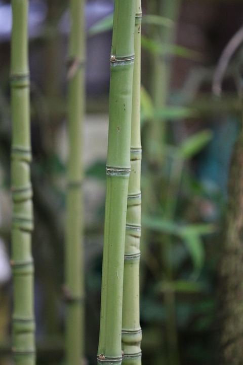 竹林植物园林自然