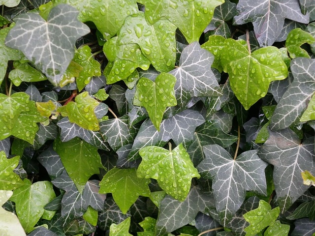 常春藤叶湿植物模板