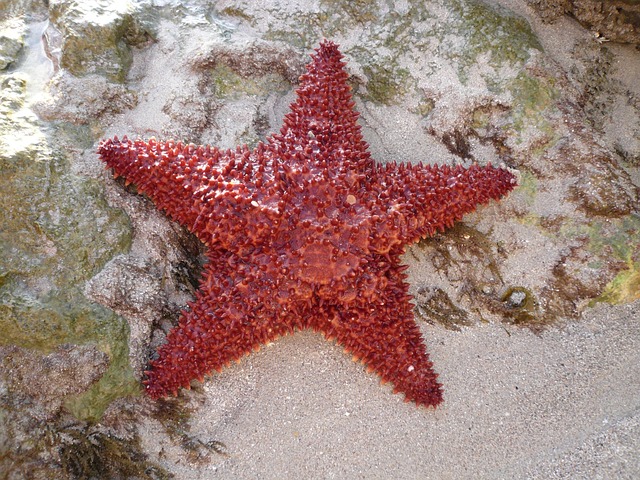 海星海岛海洋