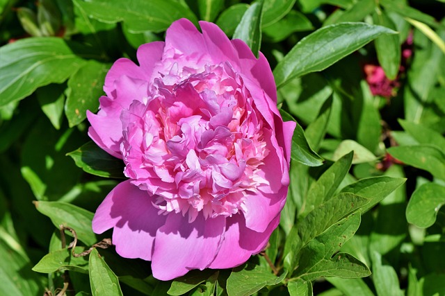 牡丹玫瑰花蕾五旬节花