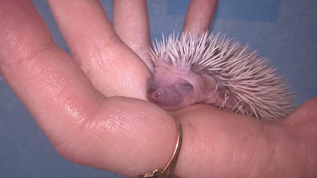 刺猬舌头动物孩子
