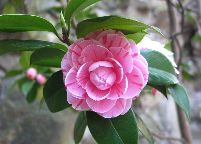 山茶花