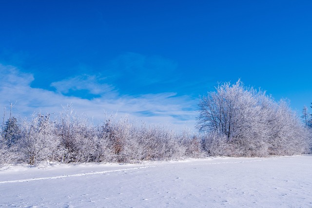 冬天，树木被雪覆盖