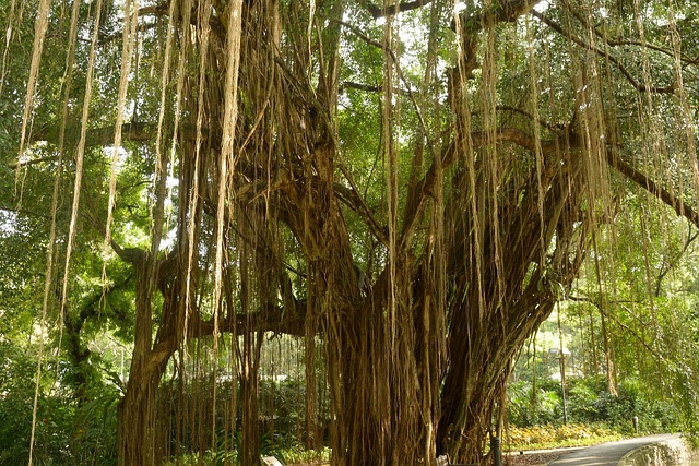 气生根巨树藤本植物
