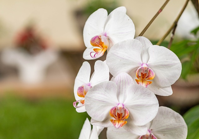 夏季自然花朵的颜色