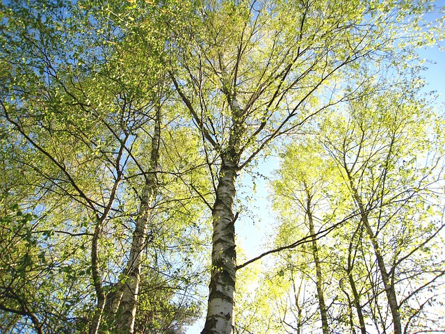 小桦树
