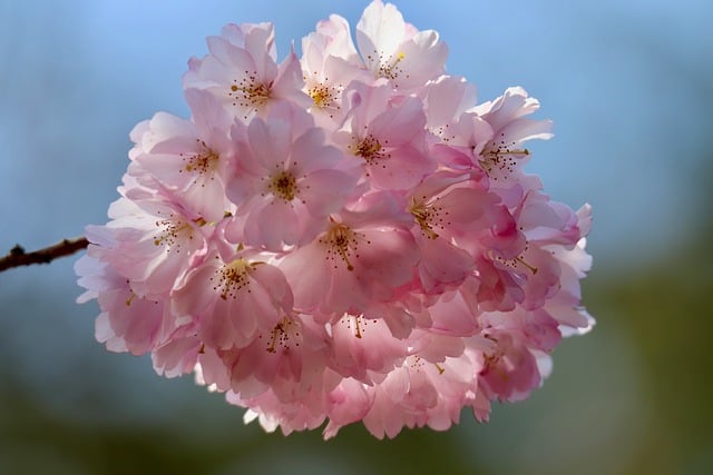 樱花李