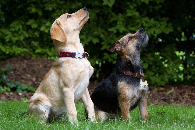 狗坐梗犬动物宠物