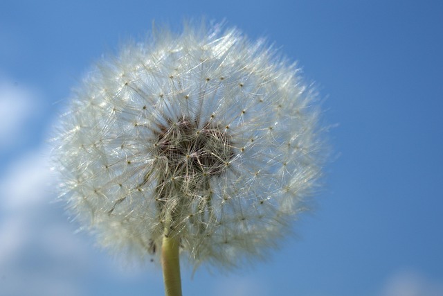 蒲公英草甸开花