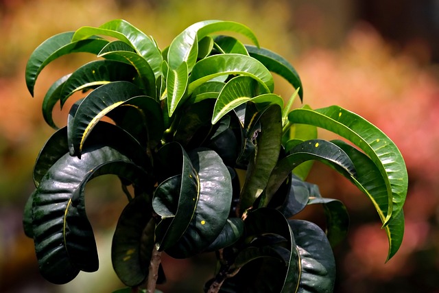 树叶绿树植物植物学