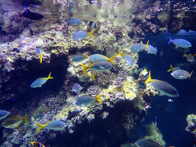 鱼类摩纳哥海洋博物馆