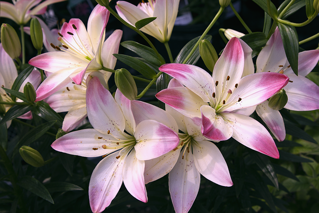 百合花