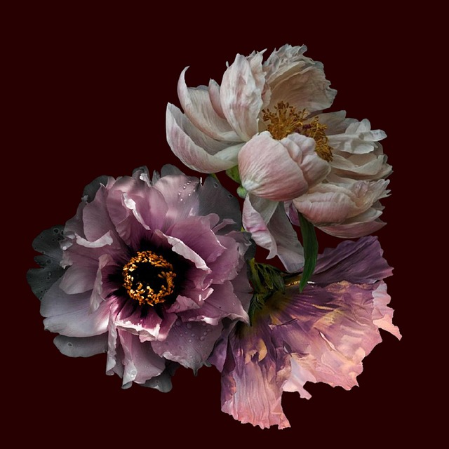 花瓣花朵地板自然植物