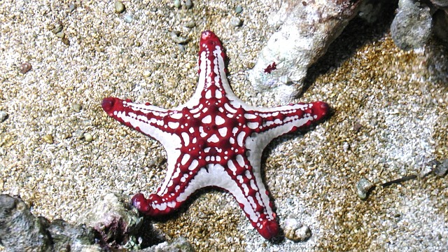 海星海洋鱼类热带