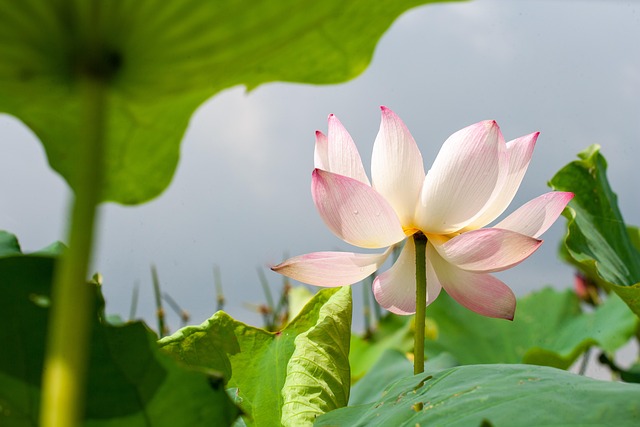 莲花自然绽放