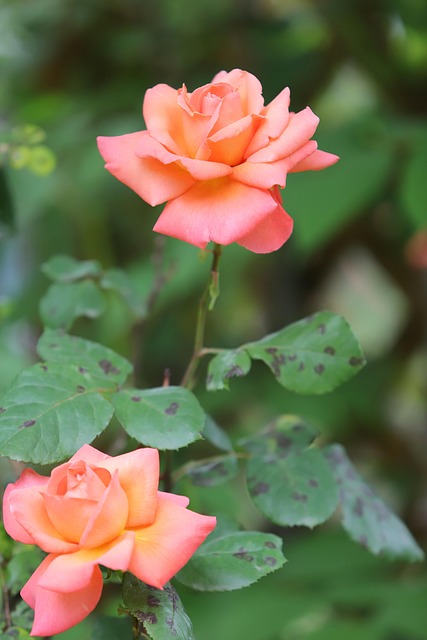 玫瑰花绽放花瓣