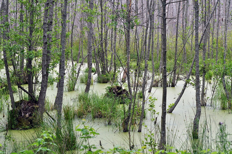沼泽荒野森林自然