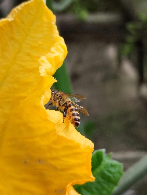蜜蜂花黄色花朵