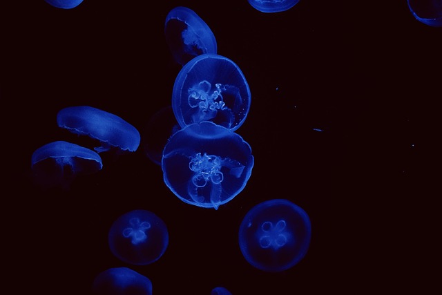 水母水母水族馆深色