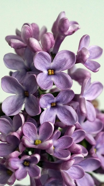 紫丁香花