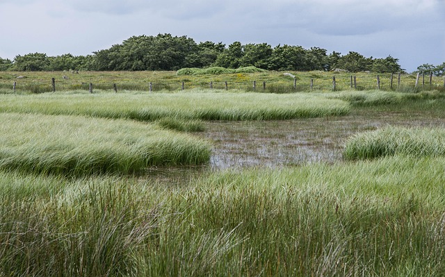 奥布拉克沼泽沼泽沼泽湖