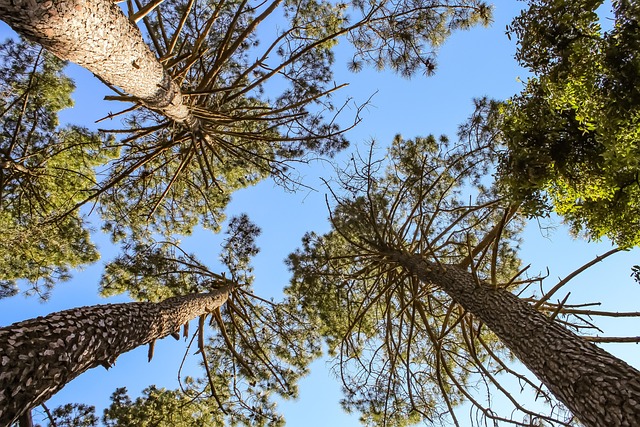 松柏树木呈绿色