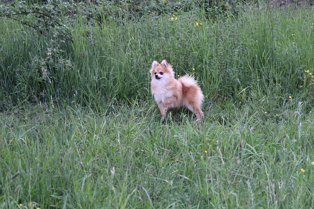 波美拉尼亚犬草地宠物
