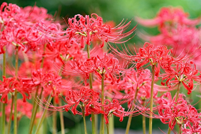 花红蜘蛛百合