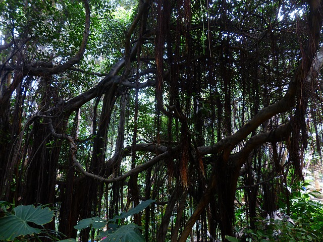 热带丛林藤本植物