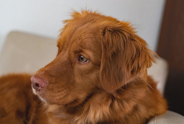 狗宠物动物债券口鼻哺乳动物