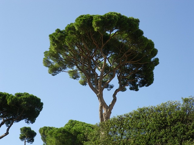 地中海松树